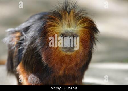 Leone TamarinLeontopithecus rosalia crisomelas Apenheul Paesi Bassi MA001470 Foto Stock