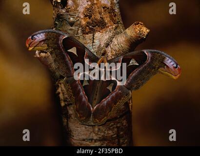 ATLANTE GIGANTE DI SETA ATTACUS atlante su Silver Birch agosto, Credit: Robert Thompson / Avalon Foto Stock