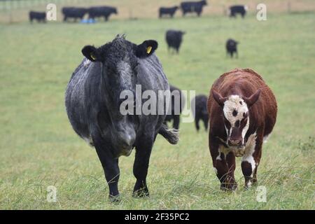 Hereford & Black Baldy Cattle, Tranent, Mid Lothian Foto Stock