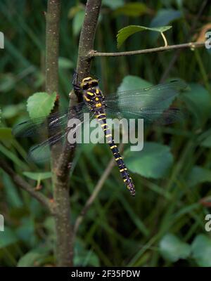 GOLDEN-RING DRAGONFLY Cordulegaster bontonii femmina sul ramo Catherton Common, Ludlow, Shropshire, Regno Unito luglio, Credit:Robert Thompson / Avalon Foto Stock