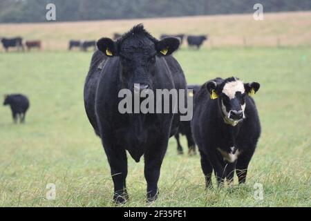 Hereford & Black Baldy Cattle, Tranent, Mid Lothian Foto Stock