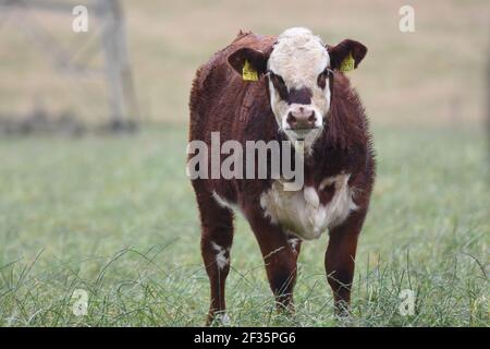 Hereford & Black Baldy Cattle, Tranent, Mid Lothian Foto Stock