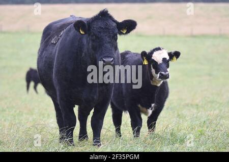 Hereford & Black Baldy Cattle, Tranent, Mid Lothian Foto Stock