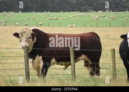 Hereford & Black Baldy Cattle, Tranent, Mid Lothian Foto Stock