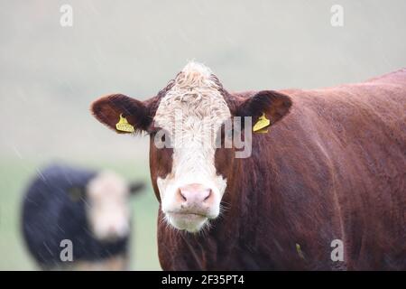 Hereford & Black Baldy Cattle, Tranent, Mid Lothian Foto Stock