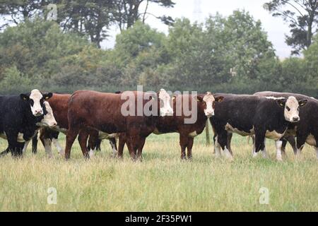 Hereford & Black Baldy Cattle, Tranent, Mid Lothian Foto Stock