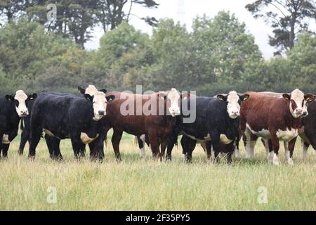 Hereford & Black Baldy Cattle, Tranent, Mid Lothian Foto Stock