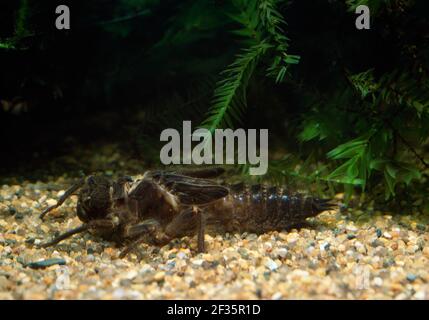DRAGONFLY Corgolegaster bontonii larva aprile, Credit:Robert Thompson/Avalon Foto Stock
