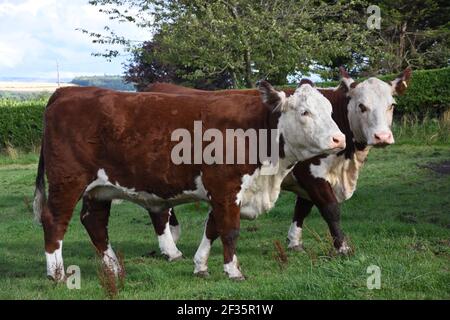 Hereford & Black Baldy Cattle, Tranent, Mid Lothian Foto Stock