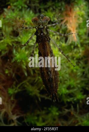 SOUTHERN HAWKER DRAGONFLY larva Aeshna cyanea sott'acqua, vista sommersa Maggio, accredito:Robert Thompson/Avalon Foto Stock