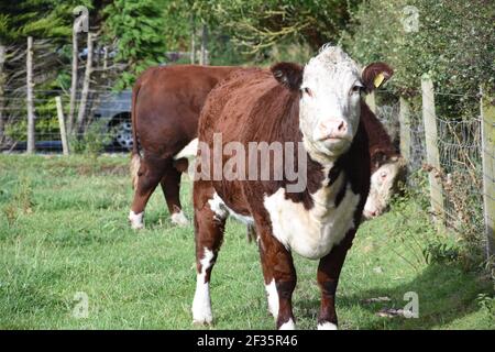 Hereford & Black Baldy Cattle, Tranent, Mid Lothian Foto Stock