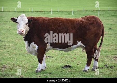 Hereford & Black Baldy Cattle, Tranent, Mid Lothian Foto Stock