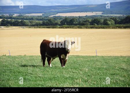 Hereford & Black Baldy Cattle, Tranent, Mid Lothian Foto Stock