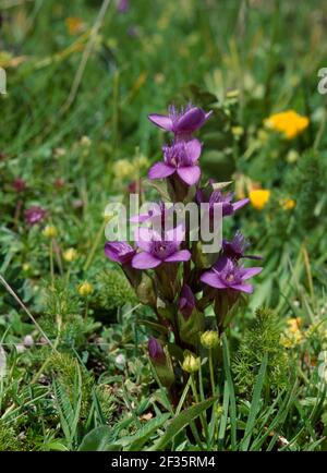 CAMPO GENZIANA in fiore Gentianella campestris serbatoio Grand Maison, vicino al col du Glandon, Vanoise Massif, France., Credit:Robert Thompson / Avalon Foto Stock