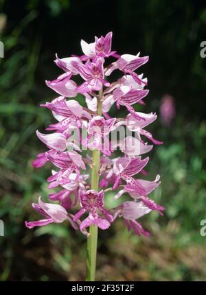 MILITARE ORCHID giugno Orchis militaris Inflorescence Alps, France, Credit:Robert Thompson/Avalon Foto Stock