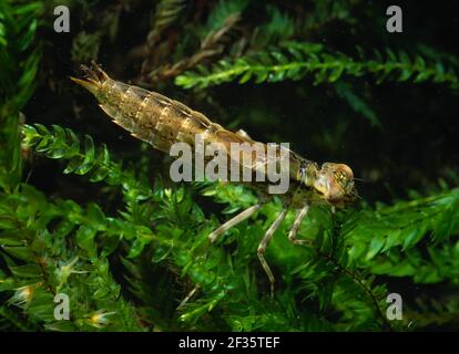 SOUTHERN HAWKER DRAGONFLY Aeshna cyanea larva Underwater, Credit:Robert Thompson/Avalon Foto Stock