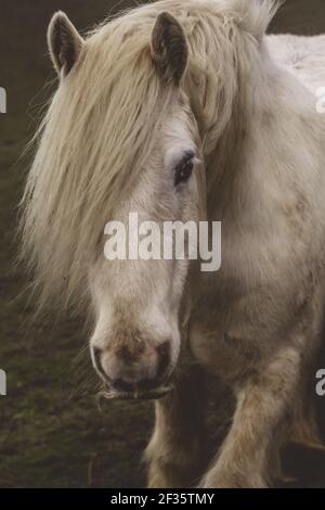 Cavallo bianco in campo verde Foto Stock