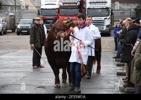 Luing Bulls in parata, Wallets Marts, Castle Douglas, Dumfries & Galloway, Scozia Foto Stock