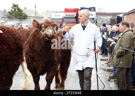 Luing Bulls in parata, Wallets Marts, Castle Douglas, Dumfries & Galloway, Scozia Foto Stock