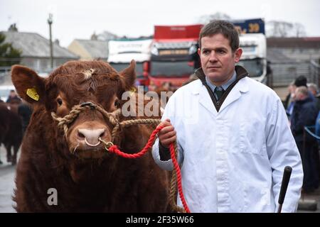 Luing Bulls in parata, Wallets Marts, Castle Douglas, Dumfries & Galloway, Scozia Foto Stock