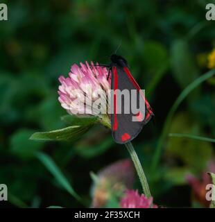 CINNABAR MOTH on clover Tyria jacobaeae Murlough National Nature Reserve, Dungdrum, Co. Down, N.Ireland., Credit:Robert Thompson / Avalon Foto Stock