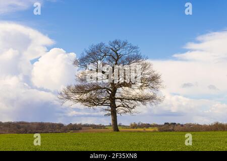 Quercia solitaria in un campo in primavera in una giornata di sole con cielo blu e nuvole bianche. Molto Hadham, Hertfordshire. REGNO UNITO Foto Stock