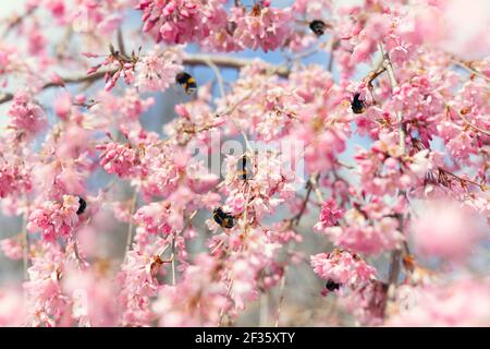 Mazzo di bumblebees impollinating ciliegi piangenti, alcuni volanti intorno, cielo blu sullo sfondo Foto Stock