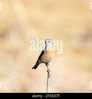Western femmina Bluebird Foto Stock