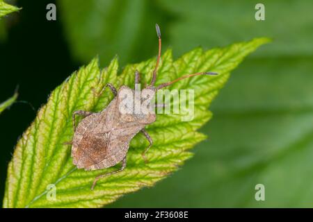 Lederwanze, Saumwanze, Große Randwanze, Leder-Wanze, Saum-Wanze, Coreus marginatus, Mesocerus marginatus, dock bug, squash bug, la corée marginée, Eseguito Foto Stock