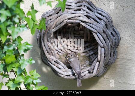 Grauschnäpper, Grau-Schnäpper brütet in einem alten Korb am Haus, mit Küken, fütternd, Jungvögel, Nest, Muscicapa striata, Spotted Flycatcher, le GBE Foto Stock