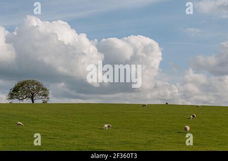 Gregge di pecore da pascolo con agnelli su un prato con albero solitario sullo sfondo, Scozia. Concetto: Vita animale, simbolo nazionale, vita nelle aziende agricole, WO Foto Stock