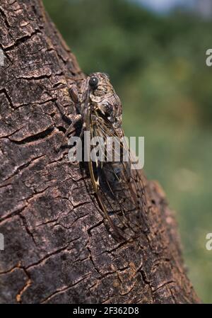 CICADA camuffò Cicadi orni su tronco d'albero Yugoslavia, Credit:Robert Thompson/Avalon Foto Stock