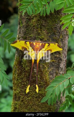 MALESE MOON MOTH maschio Actias maenas distribuzione: Malesia, Cina e Indonesia, Credit: Robert Thompson / Avalon Foto Stock