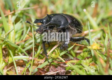 Il coleottero di Minotauro (tifo di Typhaeus) al confine con la brughiera. Sussex, Regno Unito. Foto Stock