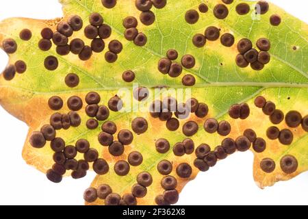 Palline di bottoni di seta (Neuroterus numismalis) su quercia. Sussex, Regno Unito. Foto Stock