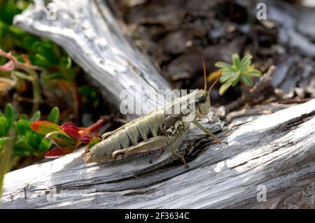 MONTAGNA MARRONE GRASSHOPPER Podima pedestris prati alpini, Lacu du Mount Cenis Alpi francesi, Credit: Robert Thompson / Avalon Foto Stock