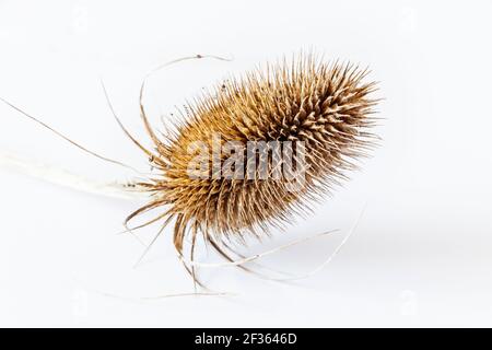 Una testa di semi di teasel marrone essiccata su sfondo bianco Foto Stock