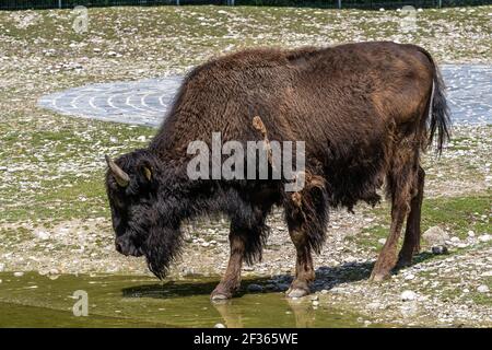 I bisonti americani o semplicemente bison, anche comunemente noto come il bufalo americano o semplicemente di Buffalo, è un North American specie di bisonti che una volta in roaming Foto Stock