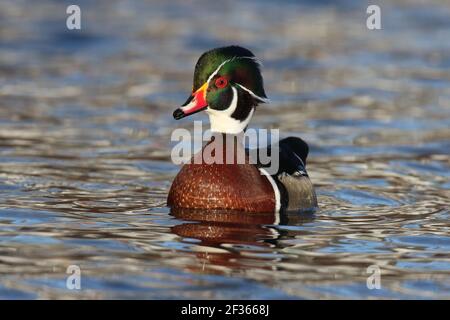 Drake legno anatra Aix sponsora nuotare su un lago in inverno Foto Stock