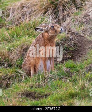 Lepre marrone nelle colline di Cotswold Foto Stock