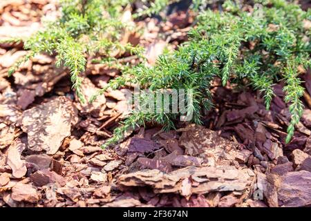 Rami di ginepro strisciante su pacciame di corteccia di larice. Giardinaggio, cura per conifere decorative Foto Stock