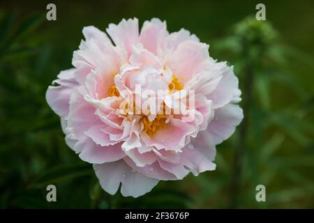 Fioritura di pony rosa pallido nel giardino. Grande fiore bello con gocce di pioggia su uno sfondo di verde fogliame Foto Stock