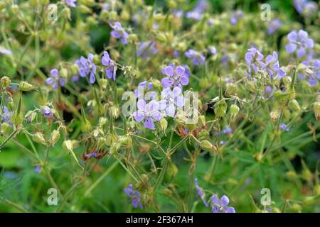 Fiore di lino primo piano su sfondo verde sfocato. Erba fiorente in un prato di primavera. I fiori blu fioriscono in verde. Foto Stock