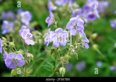 Fiore di lino primo piano su sfondo verde sfocato. Molti fiori blu su un prato primaverile selvaggio. I fiori blu fioriscono in campagna. Foto Stock