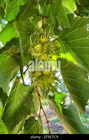 Le nocciole crescono su un ramo di albero tra foglie verdi. Rami di nocciola in un giardino di primavera. Foto Stock