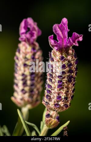 Lavanda (Lavendula) in cima nel nostro giardino Foto Stock