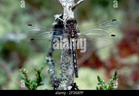 WHITE-FACED DART Leucorrhinia dubia femmina Lough Garten NNR, Aviemore, Scozia del Nord, Credit: Robert Thompson / Avalon Foto Stock