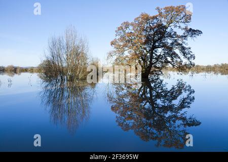 Inondazioni dal fiume Severn - 29 novembre 2012 - alberi in campi allagati a Deerhurst, Gloucestershire, Regno Unito Foto Stock