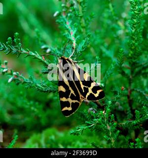 WOOD TIGER Parasemia plantaginis Black Lough Ponds, Derryadd Near Birr, County Offlay, Credit:Robert Thompson / Avalon Foto Stock