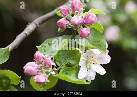 La mela Bramley fiorisce in primavera Foto Stock